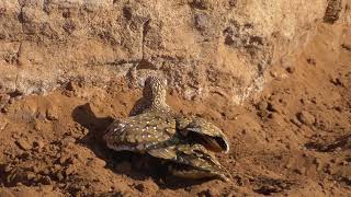 Burchells sandgrouse Pterocles burchelli is having a sand bath [upl. by Ulises]