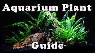 If You are New to Aquatic Plants You NEED to See This Guide To Aquatic Plant Types [upl. by Greenebaum]