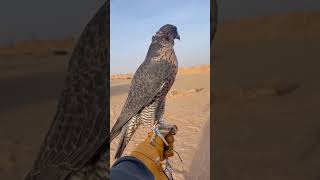 Peregrine falcons most fastest bird in tha world aseelmurga hunting eaglehunters peregrine [upl. by Gilburt]