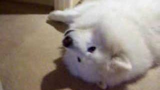 The Amazing Singing Samoyed Dog [upl. by Penrod]