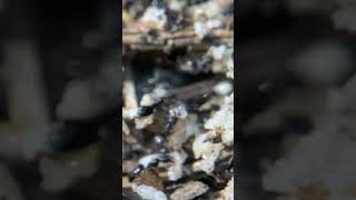 Wood cutter ant colony up close [upl. by Assetnoc]