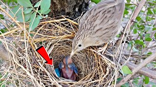 There was an unfertilized egg in babbler nest BirdPlusNature [upl. by Mahgirb986]