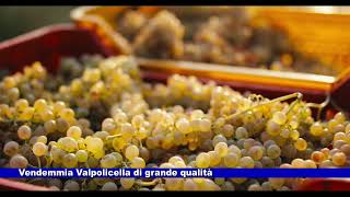 Vendemmia Valpolicella di grande qualità 12092024 [upl. by Mathian219]