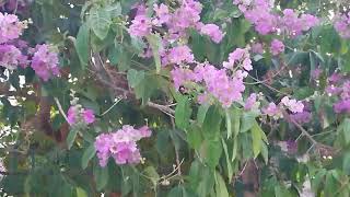 lagerstroemia speciosa pride of india jarool  landscape horticulture  gardeningsummer flowers [upl. by Nilde]