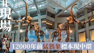 【現場】 12000年前猛獁象標本現中環｜2024 [upl. by Rama737]