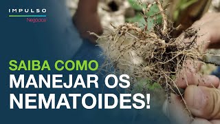 Nematoides do Café como Identificar e Controlar  Impulso Negócios EP 52 [upl. by Pappano]