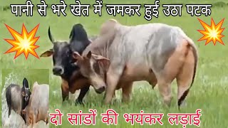 पानी से भरे खेत में जमकर हुई उठा पटक Khatarnak bulls fight🚩💥😲🐃🐂💥🚩 [upl. by Eri]