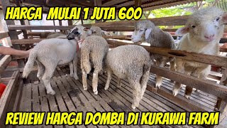 REVIEW DOMBA DORPER F TEXEL HARGA MULAI 1 JUTA 600 DI KURAWA FARM KEDIRI [upl. by Nohs269]