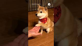 お手できたね😊｜PECO 子柴 柴犬 子犬 柴犬大好き 子犬のいる暮らし puppy shiba shibainulove puppylife puppylove [upl. by Ardnuhsed]