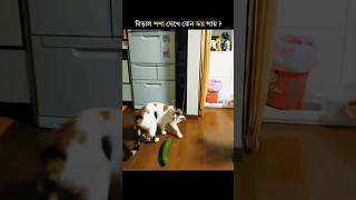 বিড়াল শশা দেখে কেন ভয় পায়  shorts cat [upl. by Ddat153]