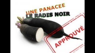 Radis Noir [upl. by Aileno]