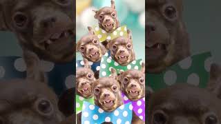 6 Chiens Rigolos Chantent Joyeux Anniversaire Vidéo dAnimaux Mignons shorts [upl. by Sato]