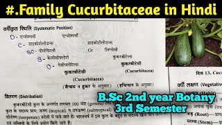 Family Cucurbitaceae in Hindi  BSc Second year Botany third Semester [upl. by Aissat738]