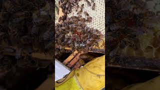 Have you eaten it before shorts beekeeping honeybees bees beekeeper honey pollen beeshorts [upl. by Angelis]