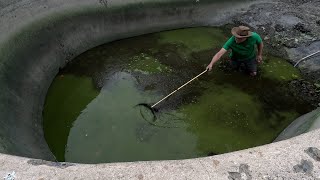 Need NonToxic Mosquito Control The Pond Is Drained [upl. by Butterfield]