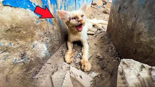 Tearstained sick kitten is rescued by a kind uncle and has a happy ending [upl. by Alita663]