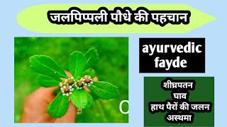 जल पिप्पलीphyla nodifloraपहचानayurvedic fayde [upl. by Aztirak]