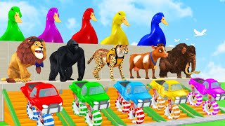 5 Giant Duck Cow Elephant Ferdinand Gorilla Lion Tiger Transfiguration funny animals 2024 [upl. by Rozelle898]