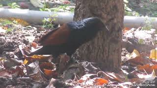 Greater coucal bird sound💤 महोका पक्षी की आवाज भारद्वाज पक्षी greatercoucal mahoukakoukou [upl. by Mercorr258]