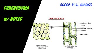 How to draw PARENCHYMA TISSUE  SIMPLE PERMANENT TISSUE  wNOTES  SCIENCE  BIOLOGY [upl. by Alfred]