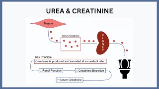 Urea amp Creatinine Explained [upl. by Harwilll]