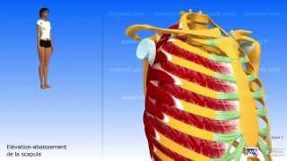 Lépaule larticulation scapulothoracique [upl. by Manus]