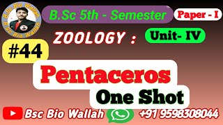 One Shot  Pentaceros Morphology and Water Vascular System Phylum Echinodermata in Animal Kingdom [upl. by Rramed]