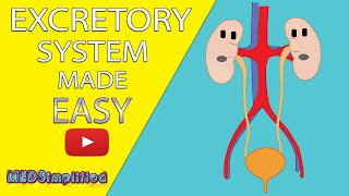 HUMAN EXCRETORY SYSTEM Made Easy  Human Urinary System Simple Lesson [upl. by Everson]