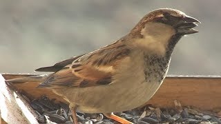 Vrabec domácí Passer domesticus House sparrow Домовый воробей Haussperling Wróbel zwyczajny [upl. by Burley]