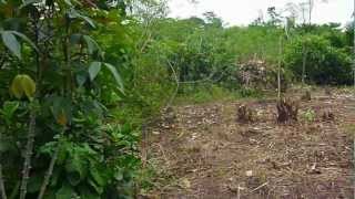 Clearing a field in Congo with the machete [upl. by Haraz]