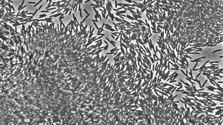 Gliding motility of Cellulophaga lytica observed at colony edges by phase contrast microscopy [upl. by Atiram2]