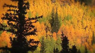 Field Notes Pike National Forrest Fall Aspens Populus tremuloides  University of Denver 2012 [upl. by Kiefer]