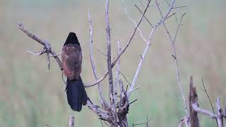 Burchells Coucal  Vleiloerie [upl. by Ettevahs852]