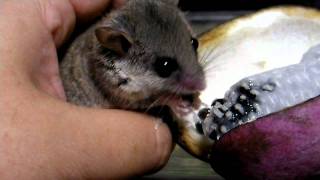 あけびｍｇｍｇ  African Pygmy Dormice [upl. by Nesnar]