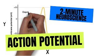 2Minute Neuroscience Action Potential [upl. by Vernita]