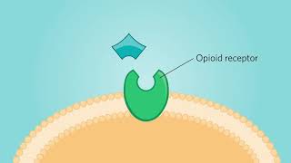 Full Opioid Agonists and Opioid Antagonists [upl. by Ahseia]