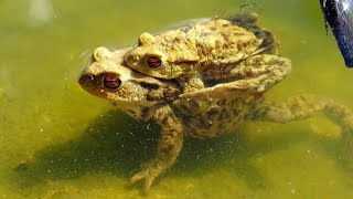 Bufo bufo  Linnaeus 1758  Bufonidae  Crapaud commun [upl. by Berard]