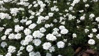 Iberis sempervirens  Evergreen Candytuft [upl. by Wolff]