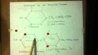 TIROIDES 📋 PARTE 18 GENERALIDADES Y ESTRUCTURA de las HORMONAS TIROIDEAS [upl. by Standice]