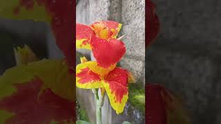 Canna nature flowers [upl. by Pool]