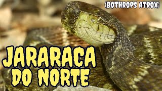 JARARACA DO NORTE O TERROR DA AMAZÔNIA [upl. by Odlaumor326]