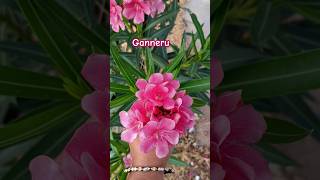 Ganneru chettu plants flowers beautiful nature naturelovers [upl. by Neom679]