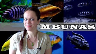 The Mbuna Aquarium  Lake Malawi African Cichlids [upl. by Abbey]