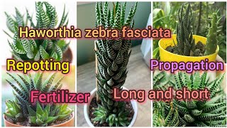 haworthia zebra fasciata repotting fertilizer propagationsoil mixGrow green 445 [upl. by Stefa]