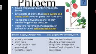 Phloem and Hydrostatic Gradients 2016 [upl. by Mil]