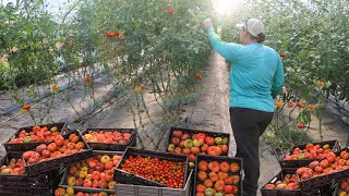 Growing 10000 Pounds of Organic Tomatoes in a High Tunnel Greenhouse [upl. by Nylegna]