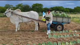 A ÉPOCA DE PLANTAR PALMA E AGORA VEJA A FORMA DE HUGO TA PLANTANDO [upl. by Frolick654]