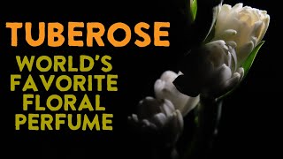 Tuberose The Worlds Most Fragrant Flower Used In Perfumery [upl. by Ailyn]