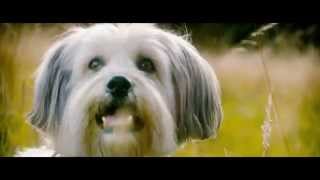 Pudsey The Dog The Movie Teaser Trailer Vertigo Films HD [upl. by Zeuqirdor800]