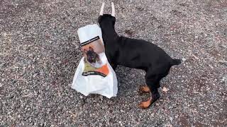 Sassy the Unique Doberman playing with the bag [upl. by Standing]